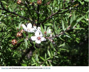 Manuka-Honig mit Schwarzkümmel: Wirkungen, MGO-Wert und gesundheitliche Vorteile